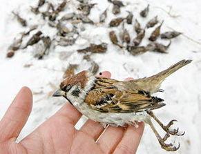 麻雀资料20,揭秘其生态、行为与人类关系的奥秘