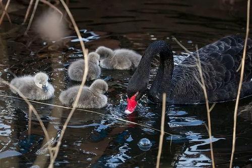 鹅网红图片大全,盘点萌态百出的鹅网红图片大全