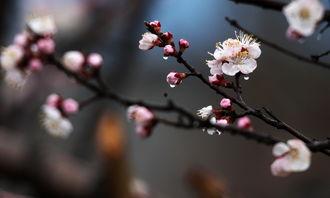 春雨花图片,诗意盎然画卷展