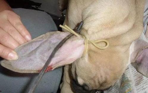 缝嘴巴的图片,创意无限的艺术之旅